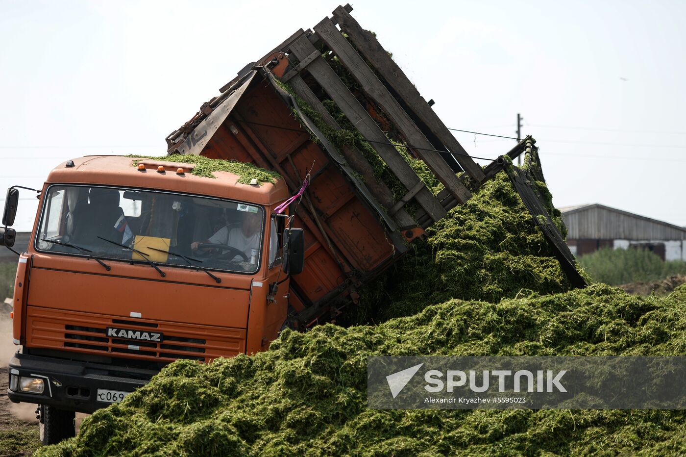 Forage harvesting in Novosibirsk Region