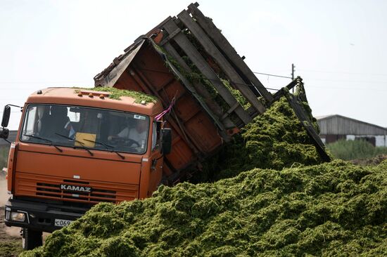 Forage harvesting in Novosibirsk Region