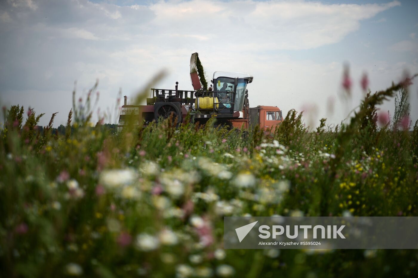 Forage harvesting in Novosibirsk Region