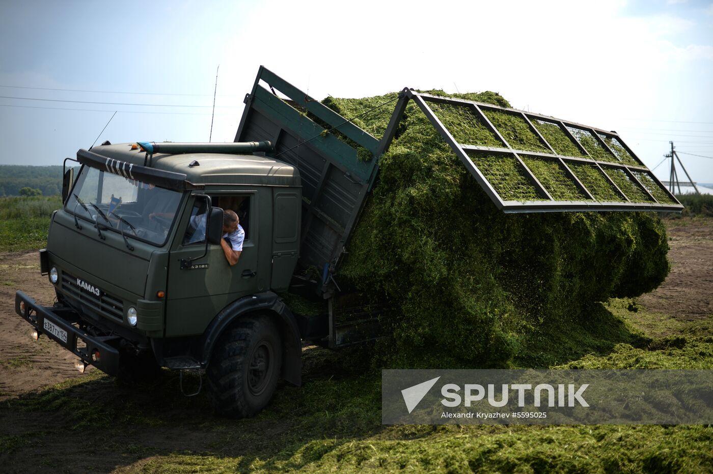 Forage harvesting in Novosibirsk Region