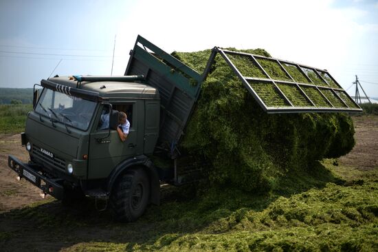 Forage harvesting in Novosibirsk Region