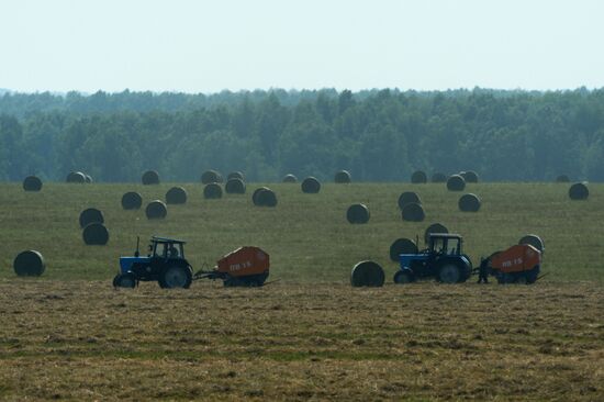 Forage harvesting in Novosibirsk Region