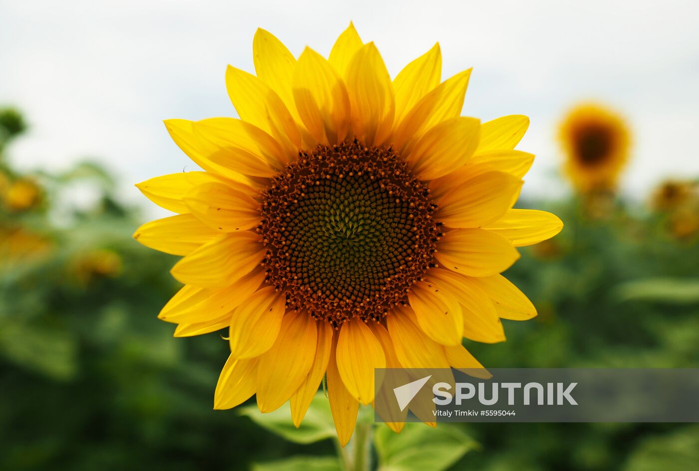 Sunflowers in bloom in Krasnodar Territory