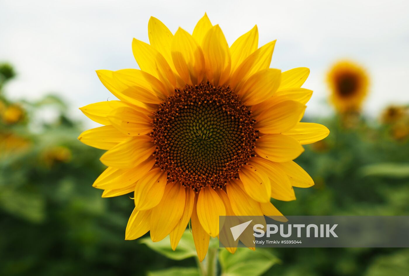 Sunflowers in bloom in Krasnodar Territory