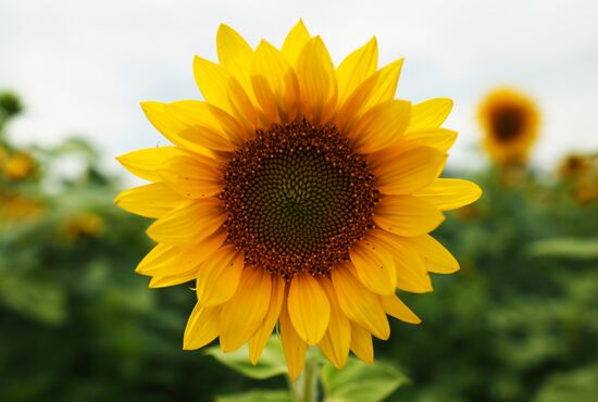 Sunflowers in bloom in Krasnodar Territory