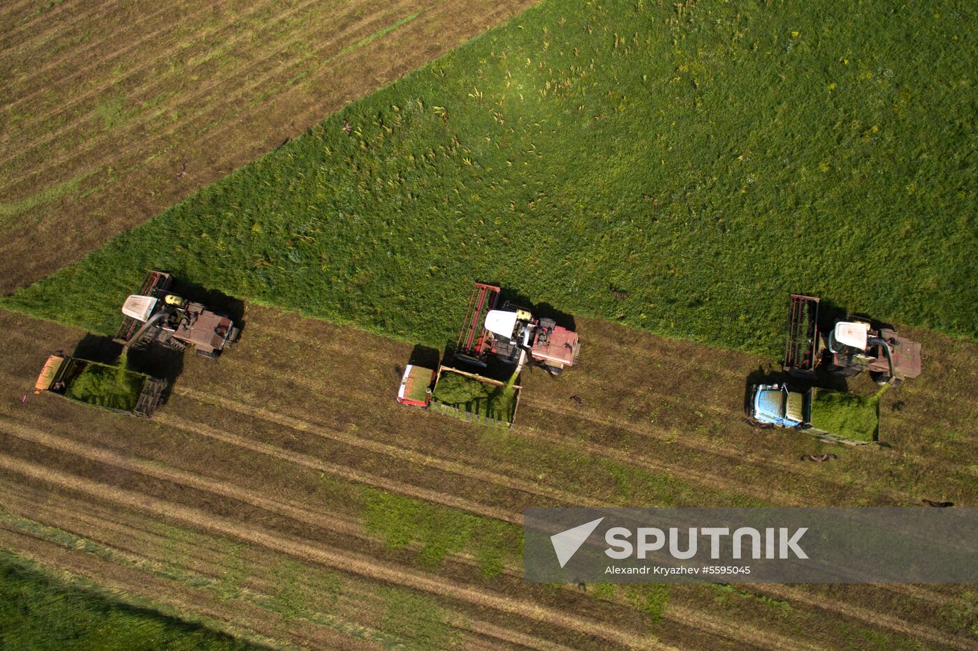 Forage harvesting in Novosibirsk Region