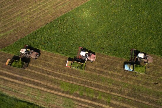 Forage harvesting in Novosibirsk Region