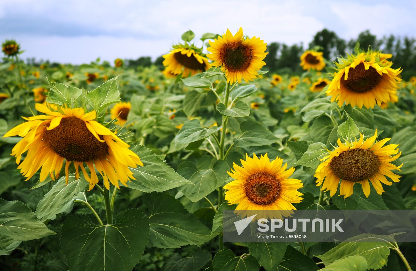 Sunflowers in bloom in Krasnodar Territory
