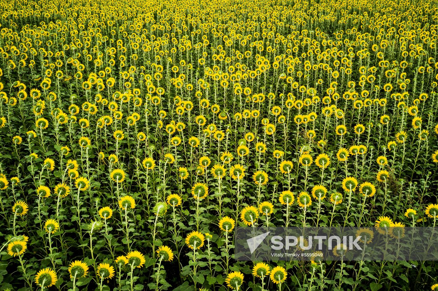 Sunflowers in bloom in Krasnodar Territory