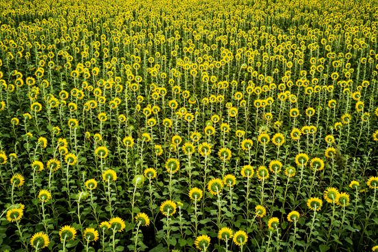 Sunflowers in bloom in Krasnodar Territory