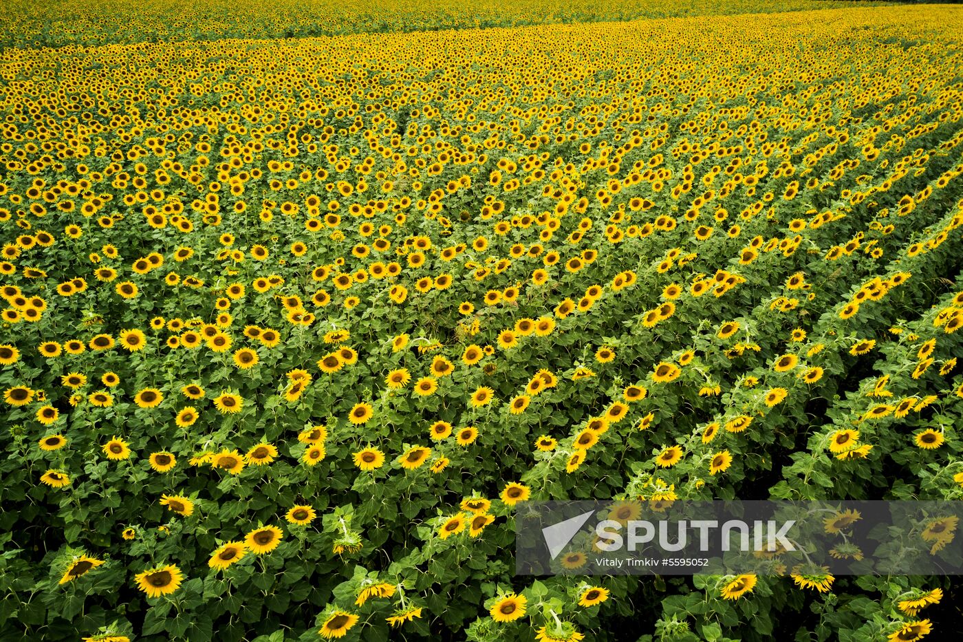 Sunflowers in bloom in Krasnodar Territory