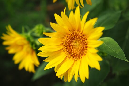 Sunflowers in bloom in Krasnodar Territory