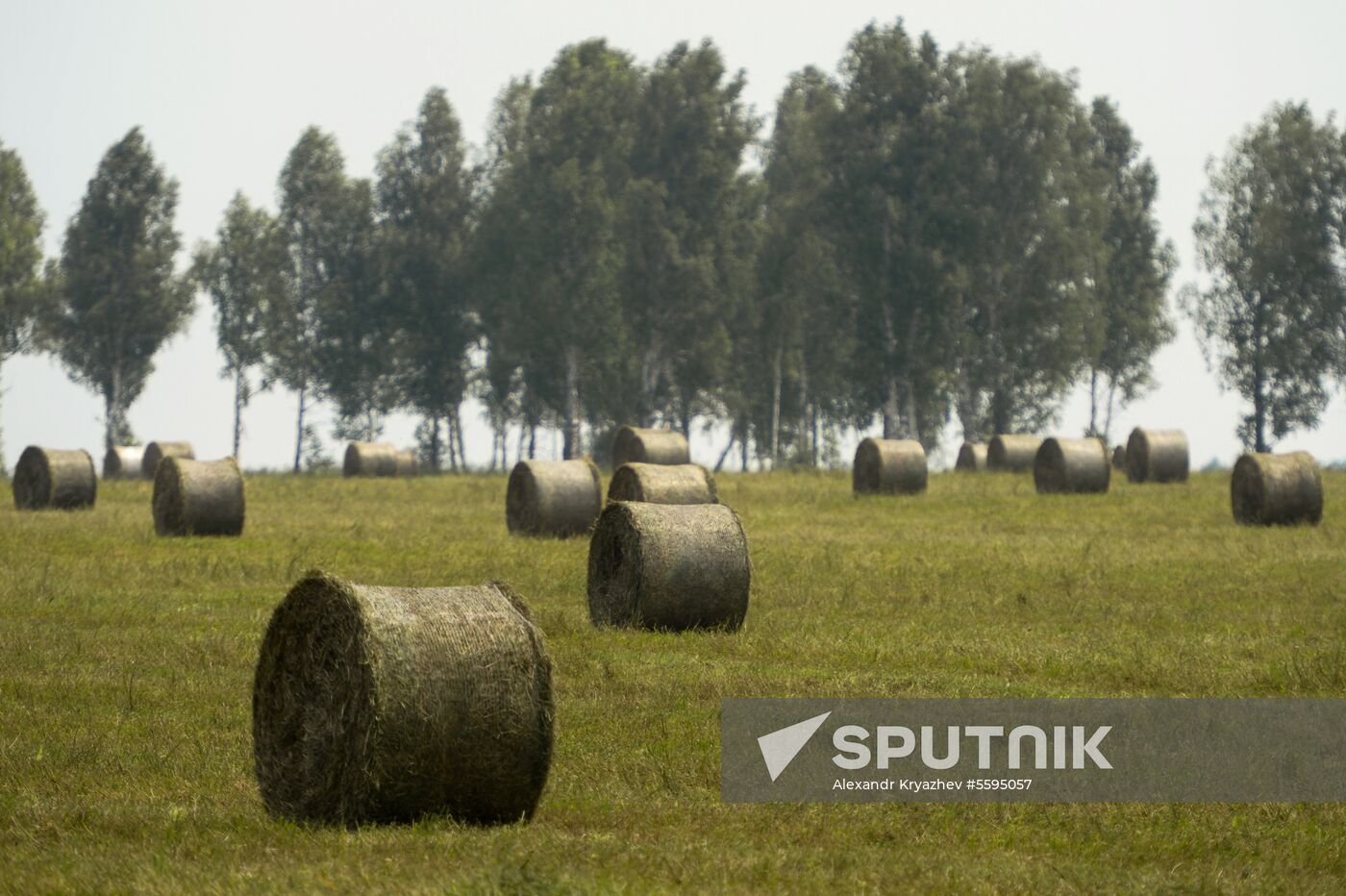 Forage harvesting in Novosibirsk Region