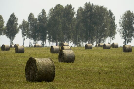 Forage harvesting in Novosibirsk Region