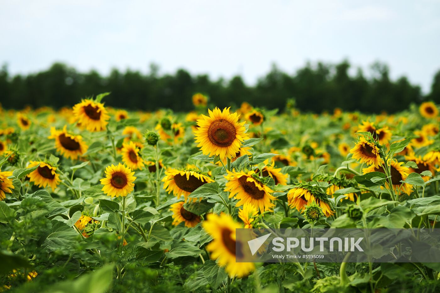 Sunflowers in bloom in Krasnodar Territory