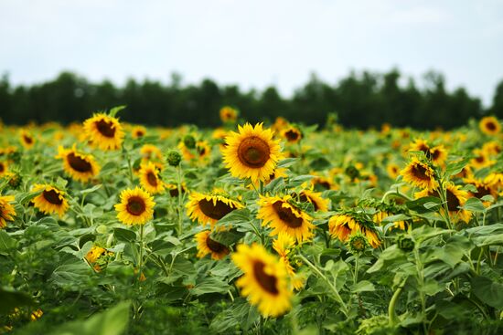 Sunflowers in bloom in Krasnodar Territory