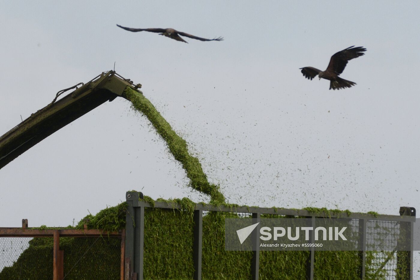Forage harvesting in Novosibirsk Region