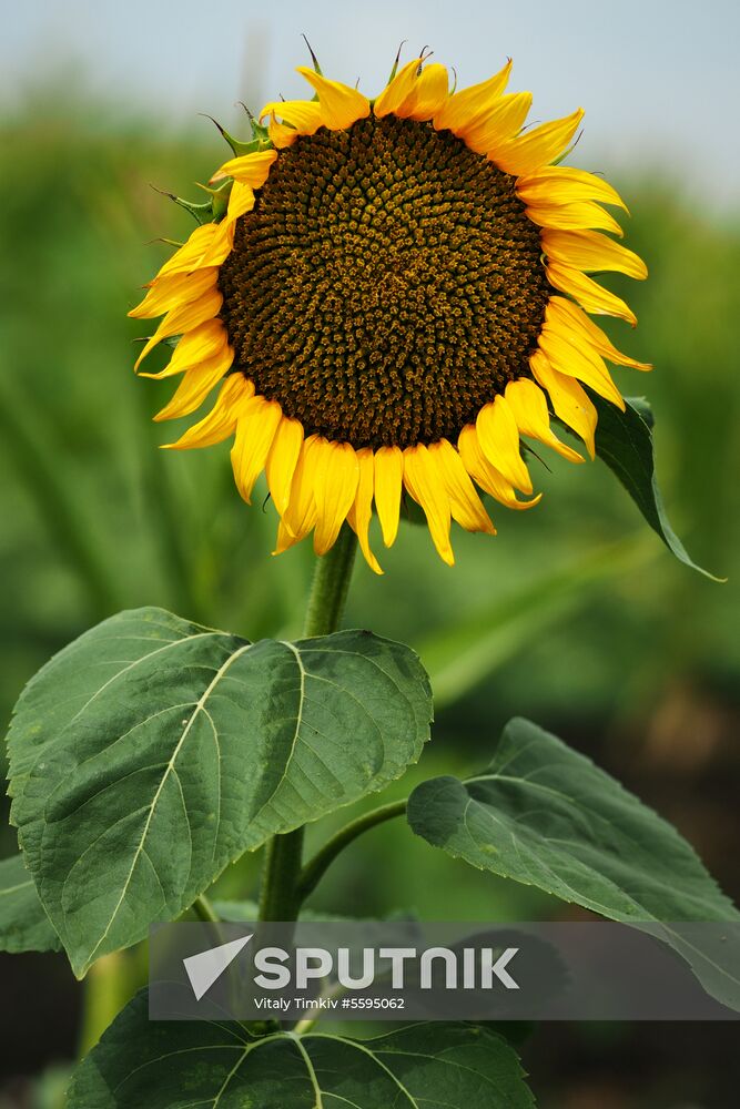 Sunflowers in bloom in Krasnodar Territory