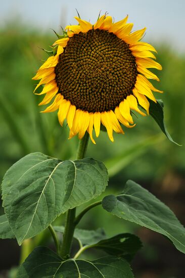 Sunflowers in bloom in Krasnodar Territory