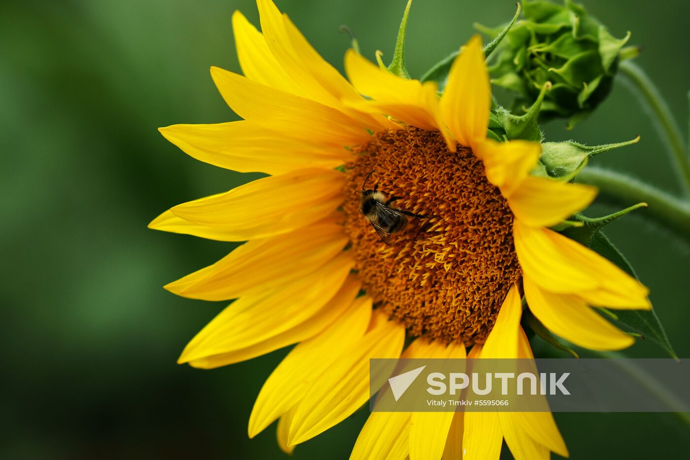 Sunflowers in bloom in Krasnodar Territory