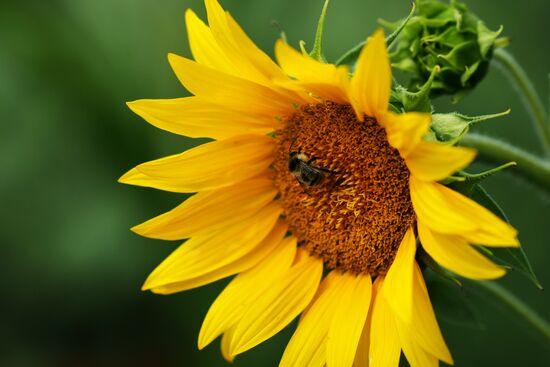 Sunflowers in bloom in Krasnodar Territory