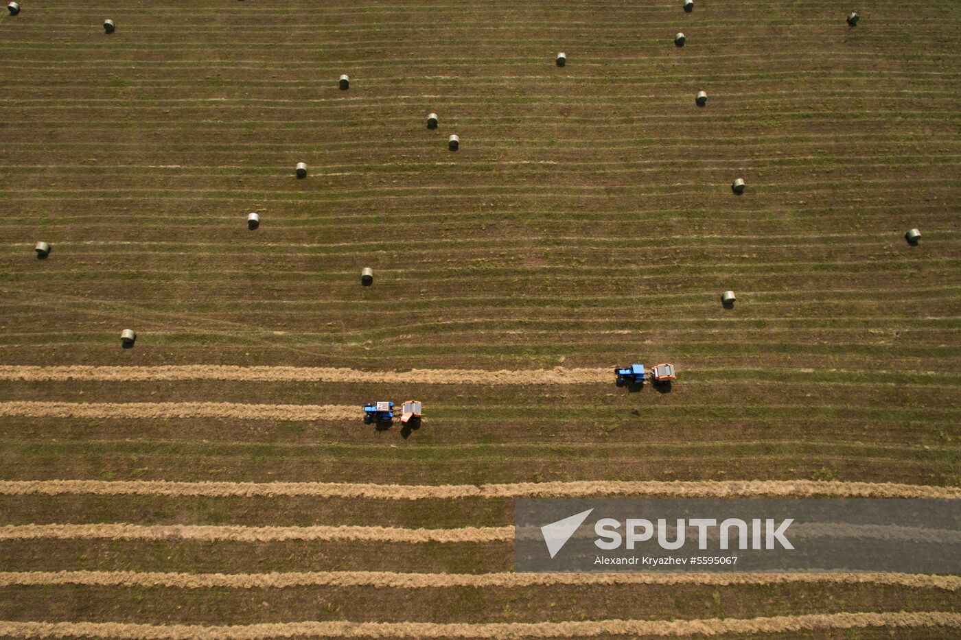 Forage harvesting in Novosibirsk Region