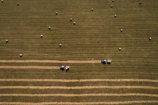 Forage harvesting in Novosibirsk Region