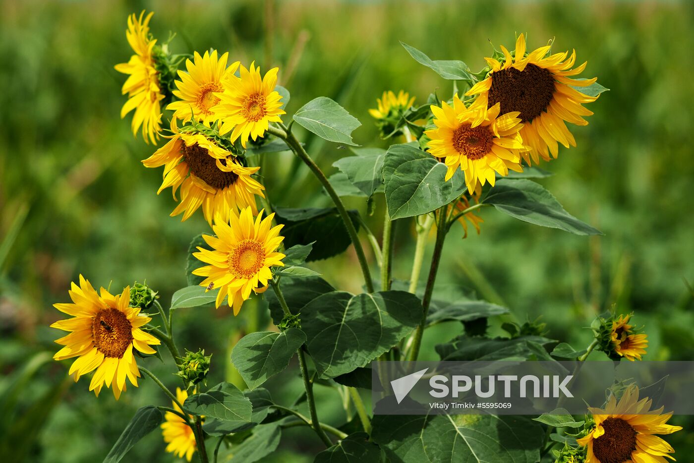 Sunflowers in bloom in Krasnodar Territory