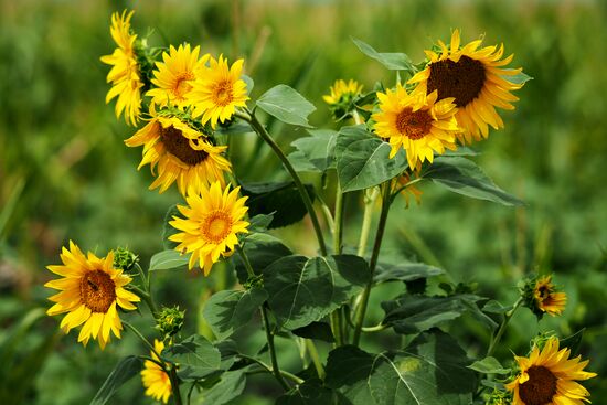 Sunflowers in bloom in Krasnodar Territory