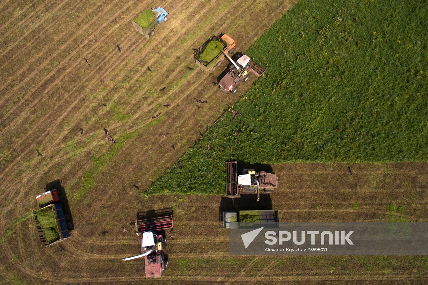 Forage harvesting in Novosibirsk Region