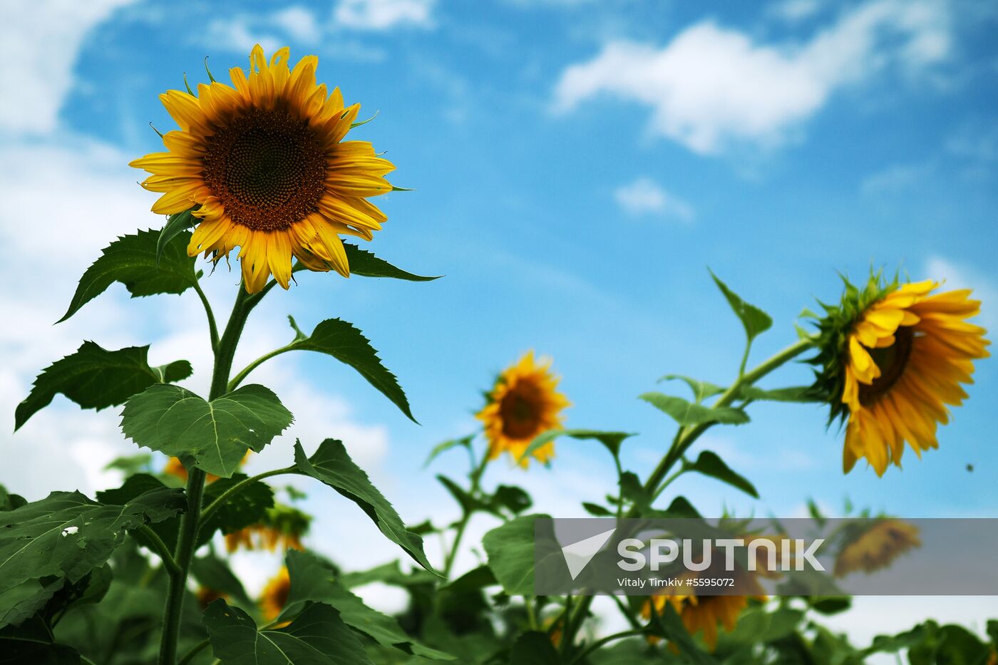 Sunflowers in bloom in Krasnodar Territory