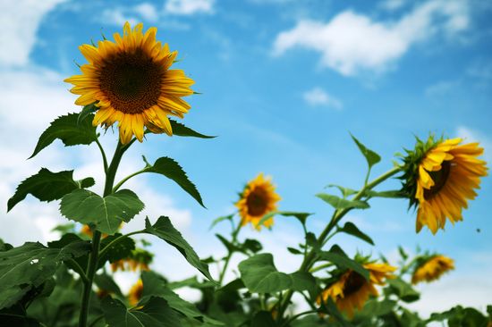 Sunflowers in bloom in Krasnodar Territory