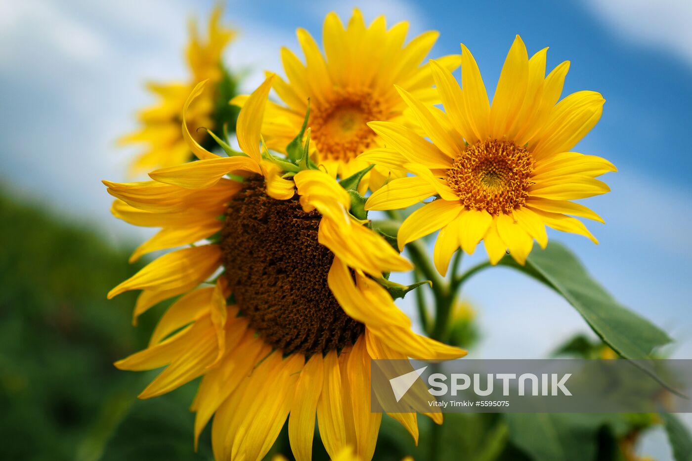 Sunflowers in bloom in Krasnodar Territory