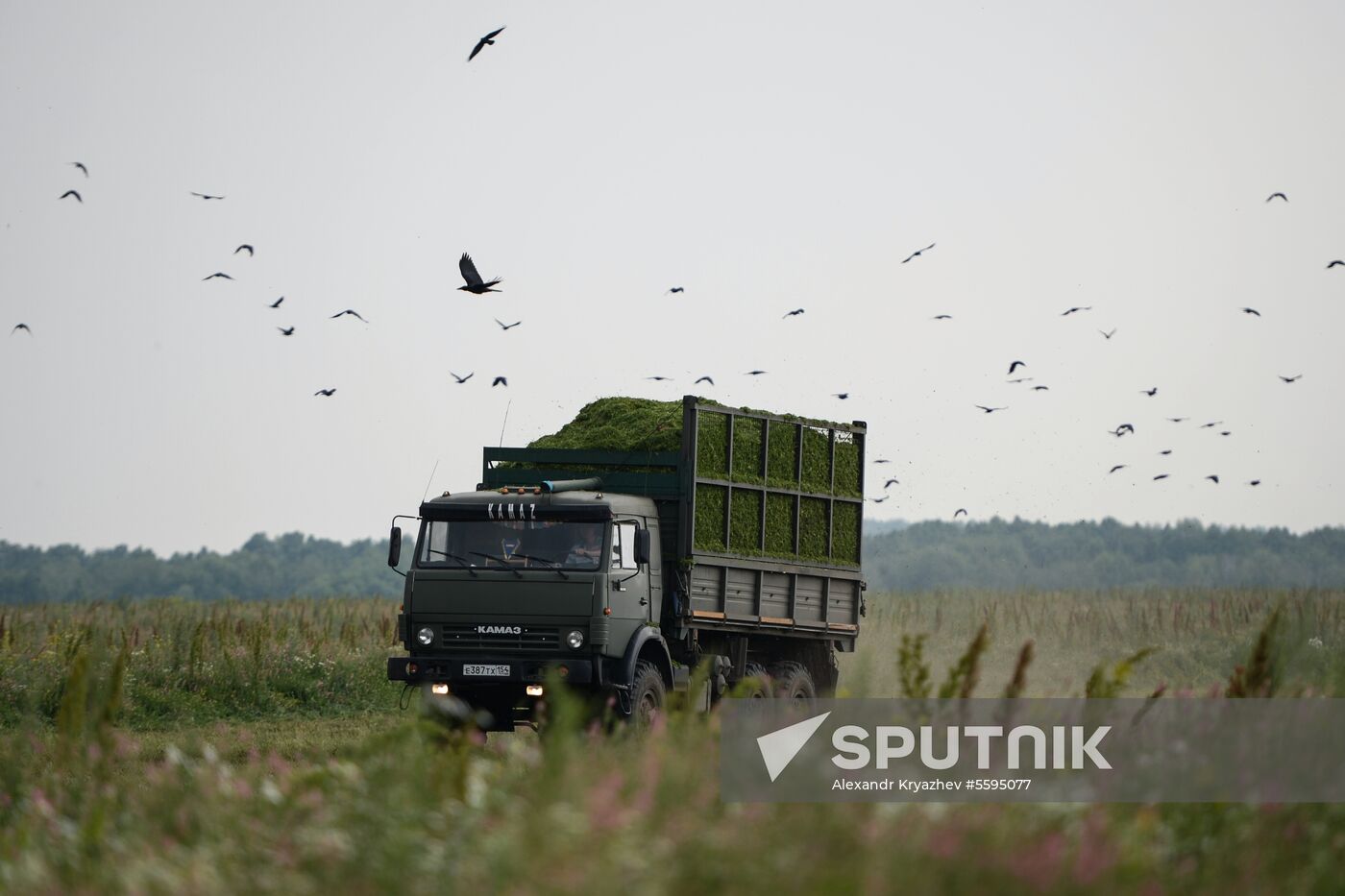 Forage harvesting in Novosibirsk Region