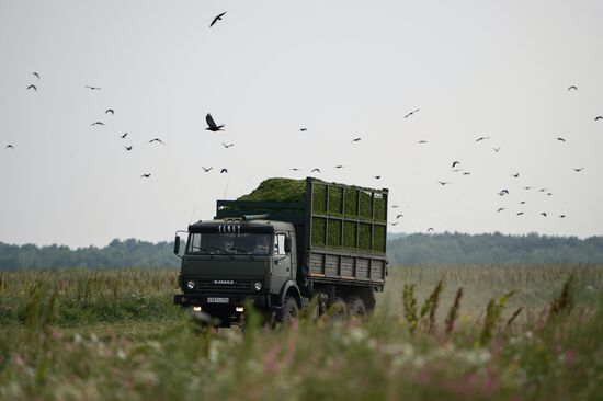 Forage harvesting in Novosibirsk Region