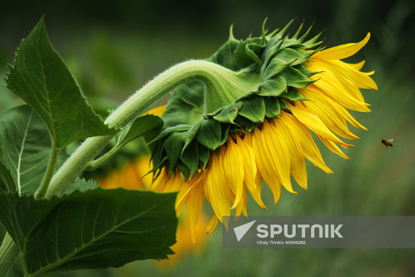 Sunflowers in bloom in Krasnodar Territory