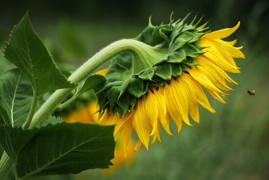Sunflowers in bloom in Krasnodar Territory