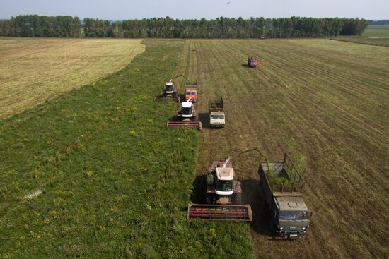 Forage harvesting in Novosibirsk Region