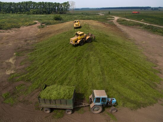 Forage harvesting in Novosibirsk Region