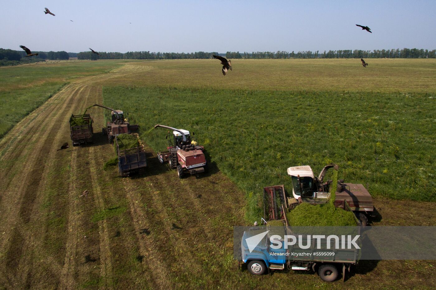 Forage harvesting in Novosibirsk Region