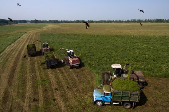 Forage harvesting in Novosibirsk Region