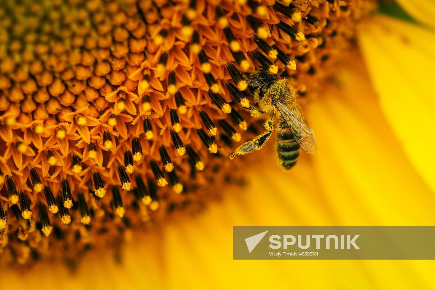 Sunflowers in bloom in Krasnodar Territory
