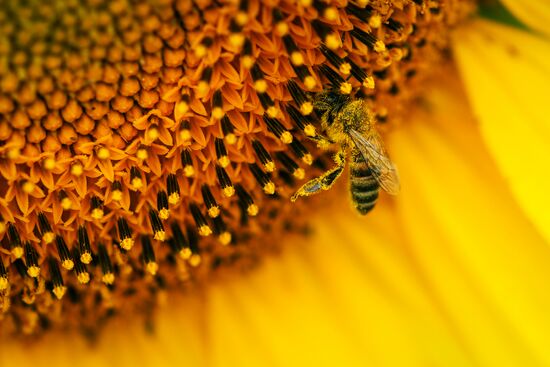 Sunflowers in bloom in Krasnodar Territory