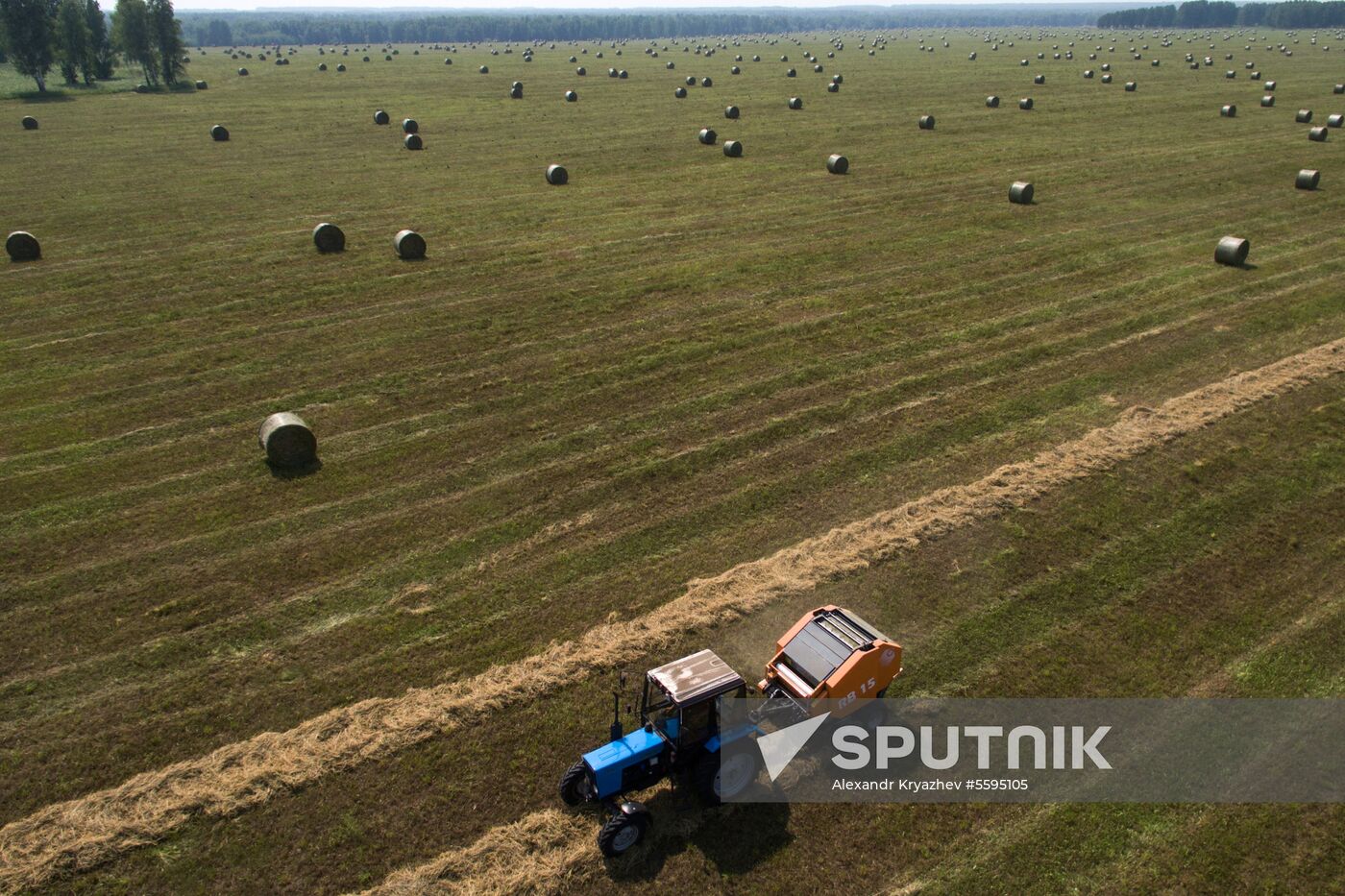 Forage harvesting in Novosibirsk Region
