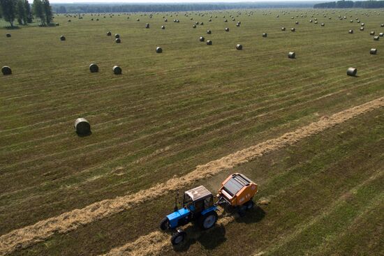 Forage harvesting in Novosibirsk Region