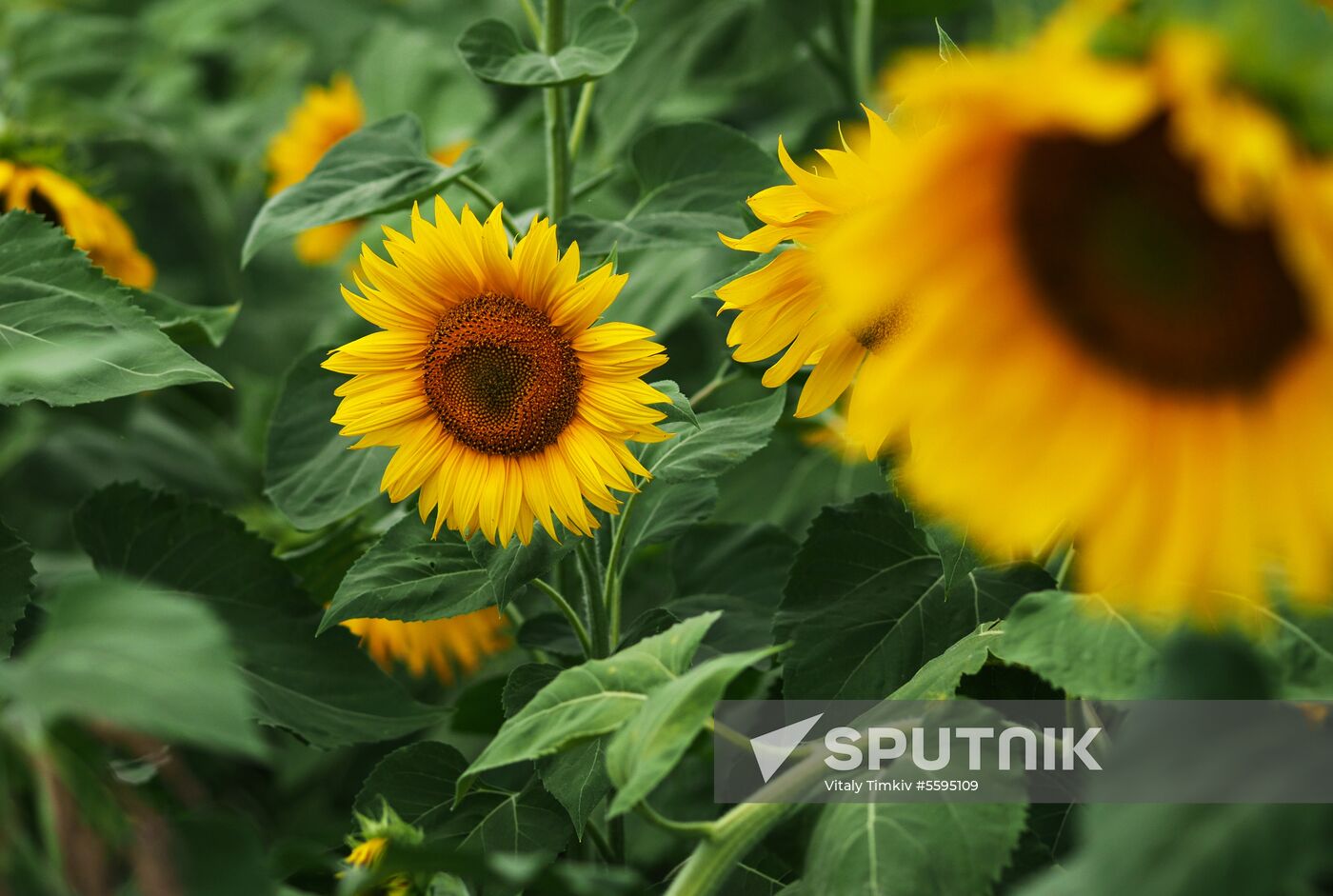 Sunflowers in bloom in Krasnodar Territory