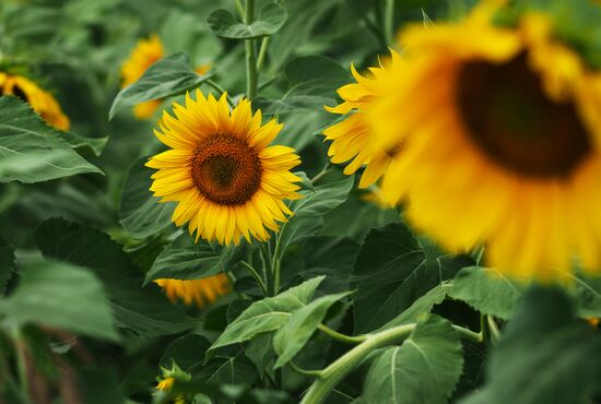 Sunflowers in bloom in Krasnodar Territory