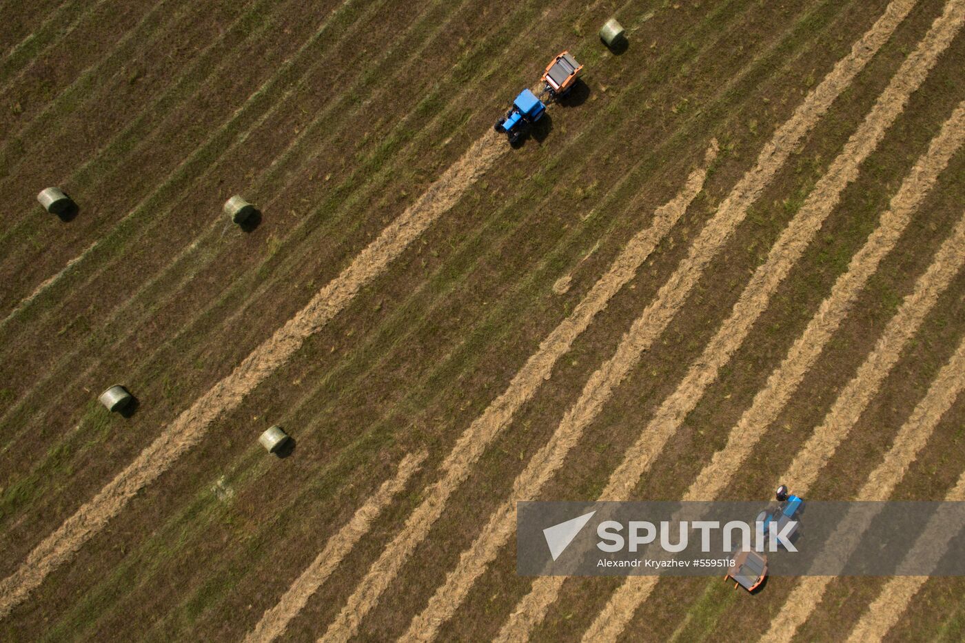 Forage harvesting in Novosibirsk Region