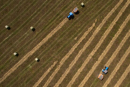 Forage harvesting in Novosibirsk Region
