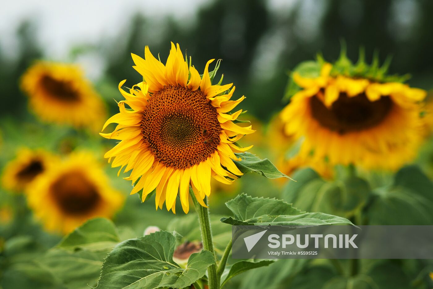 Sunflowers in bloom in Krasnodar Territory